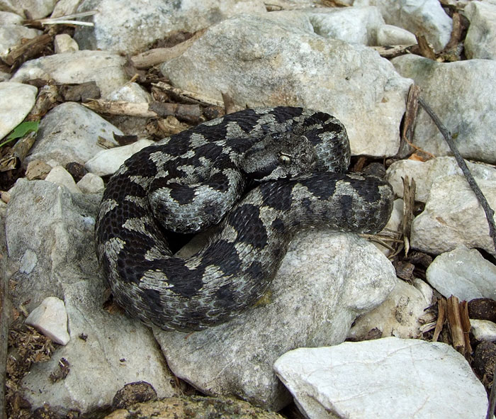 Vipera ammodytes