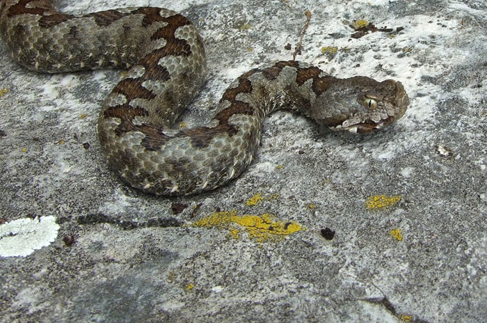 Vipera ammodytes