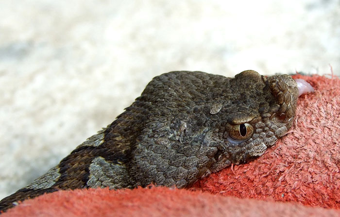 Vipera ammodytes