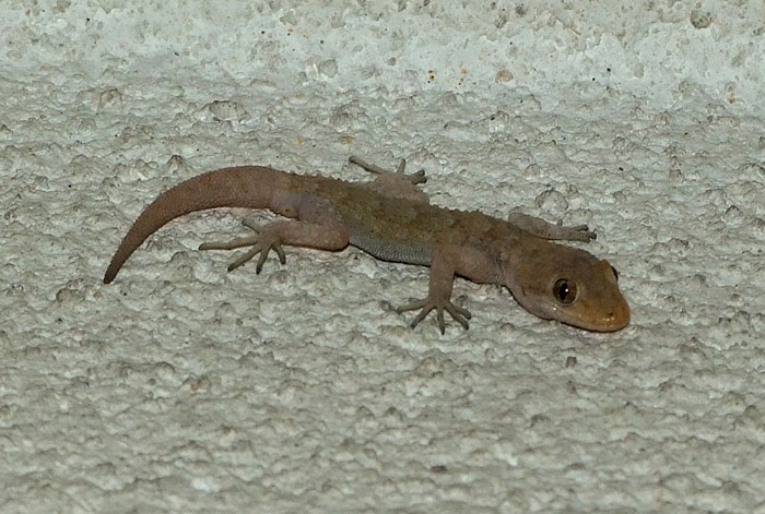 Mediodactylus kotschyi