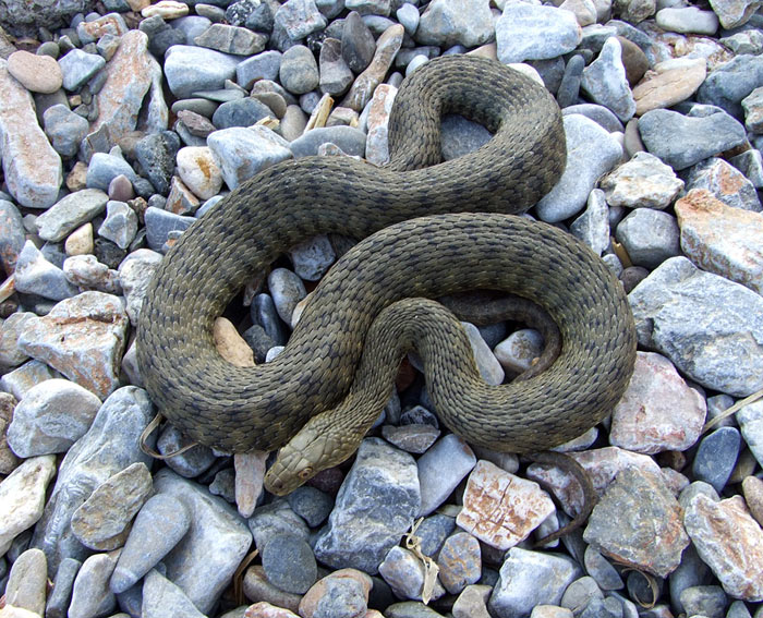 Natrix tessellata