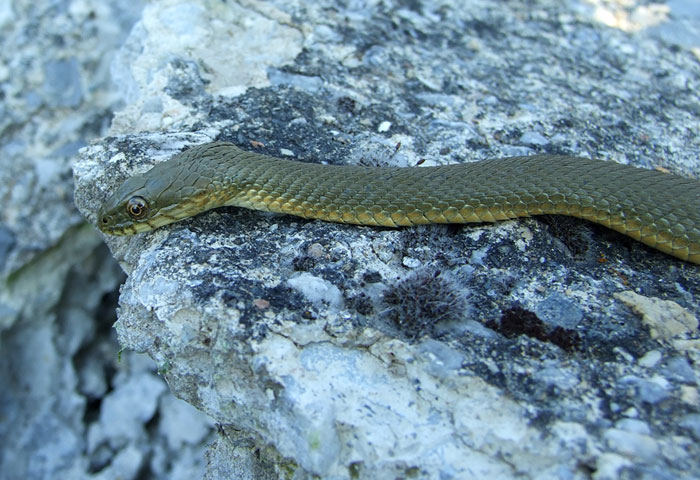 Natrix tessellata