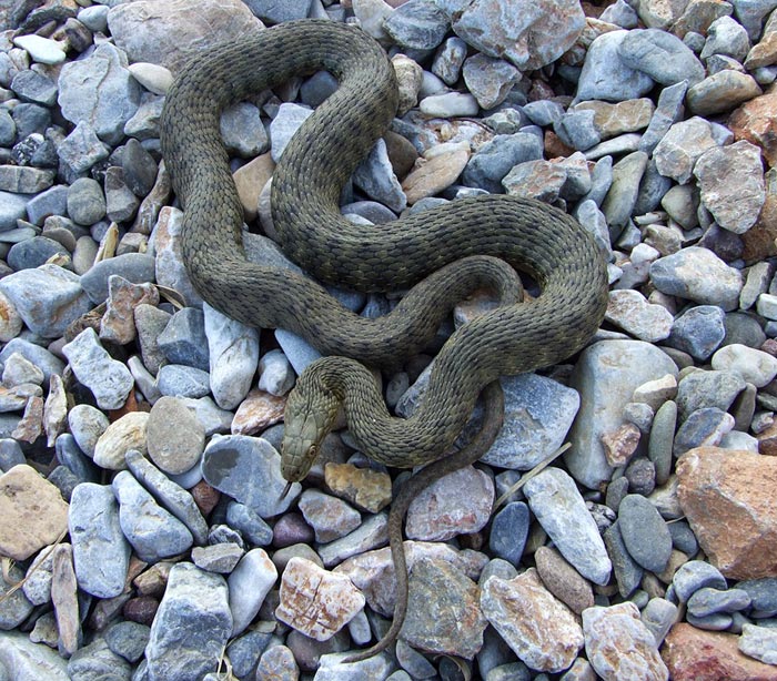 Natrix tessellata