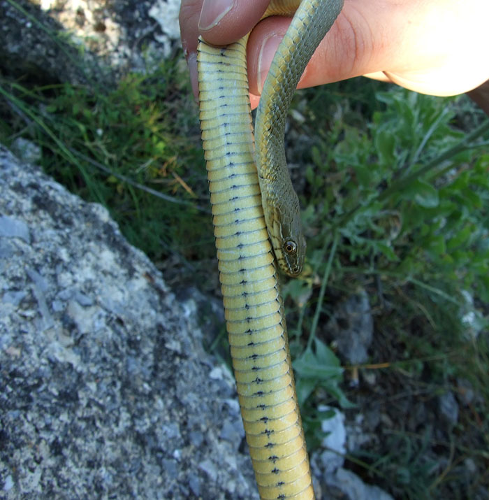 Natrix tessellata