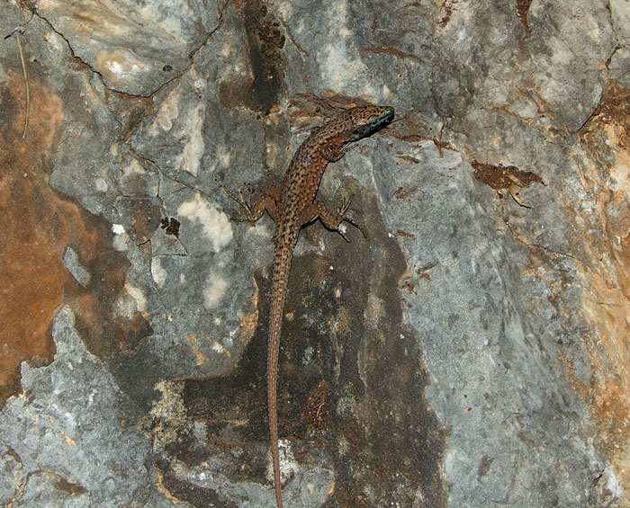 Algyroides nigropunctatus