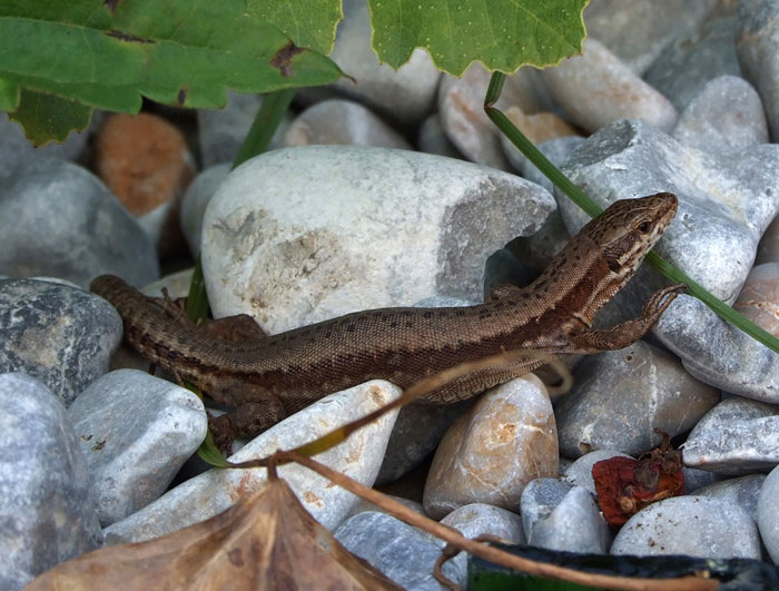 Podarcis muralis