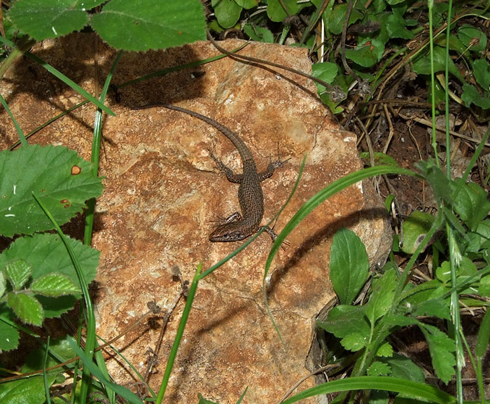 Algyroides nigropunctatus