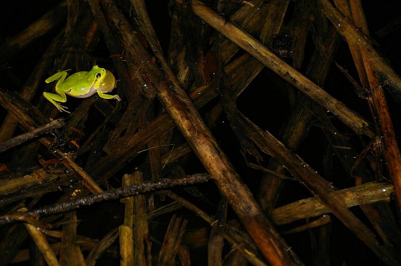 Hyla arborea