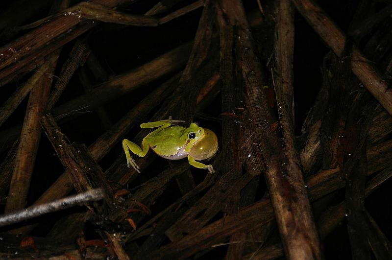 Hyla arborea