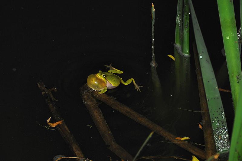 Hyla arborea