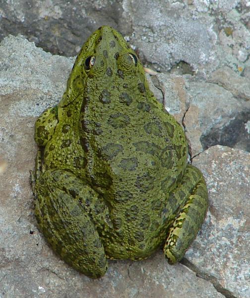 Pelophylax ridibundus