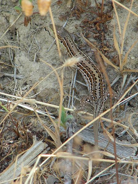 Podarcis tauricus