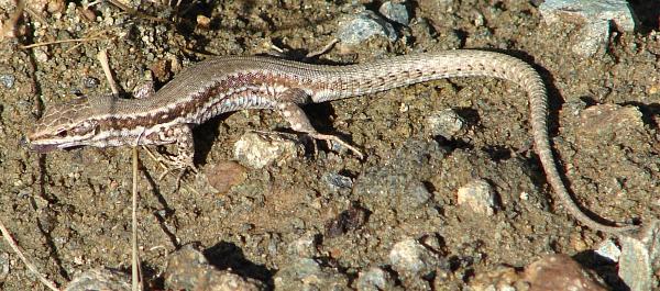 Podarcis muralis