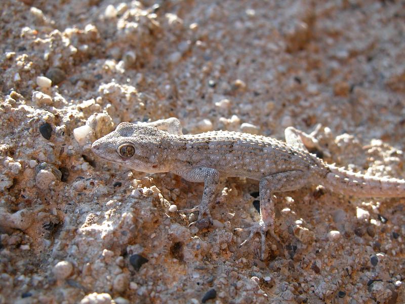 Mediodactylus kotschyi