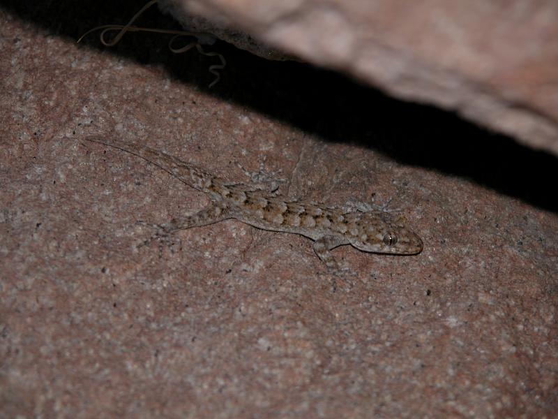 Mediodactylus kotschyi