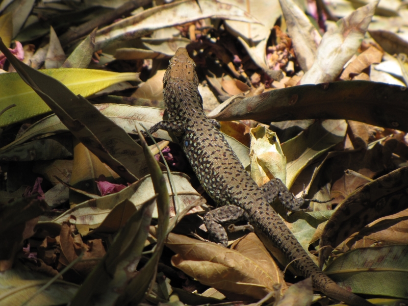 Hellenolacerta graeca