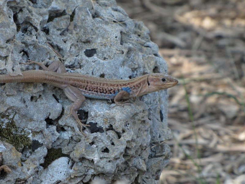 Podarcis peloponnesiacus