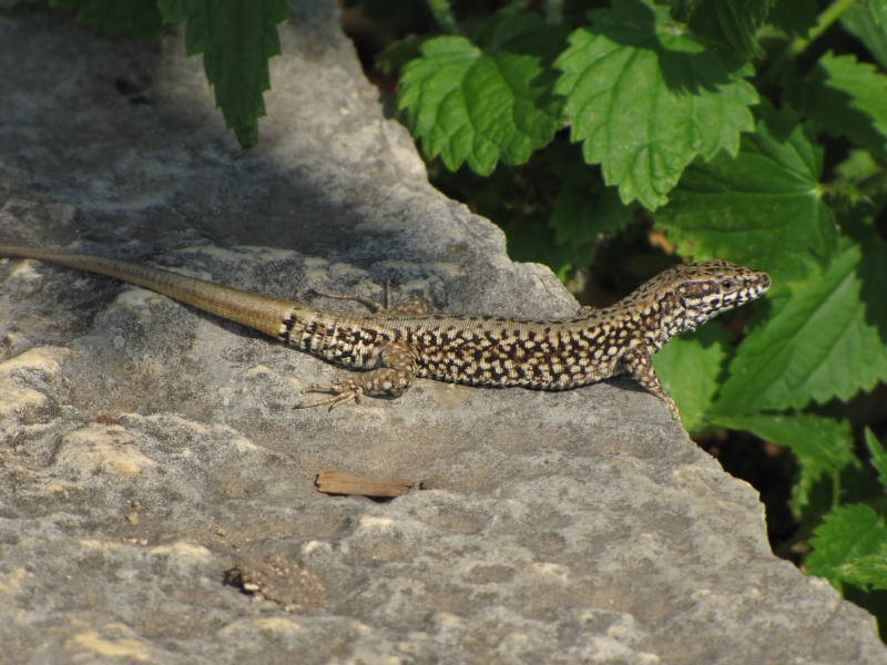 Podarcis muralis