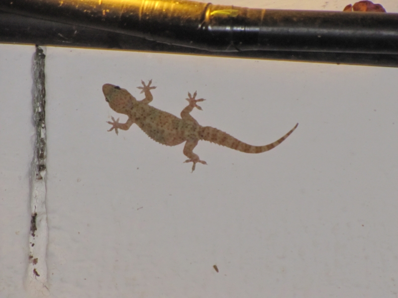 Hemidactylus turcicus