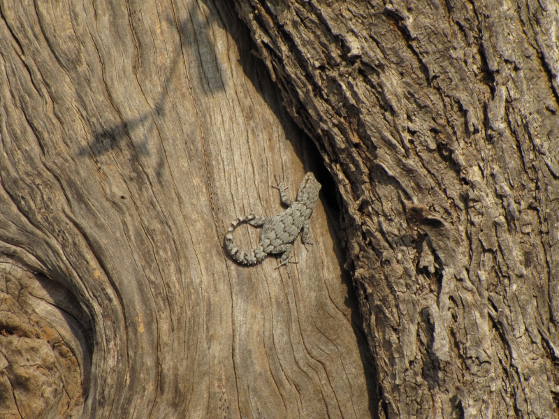 Mediodactylus kotschyi