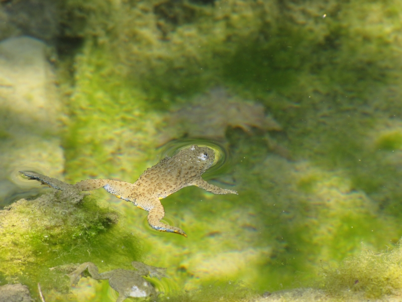 Bombina variegata