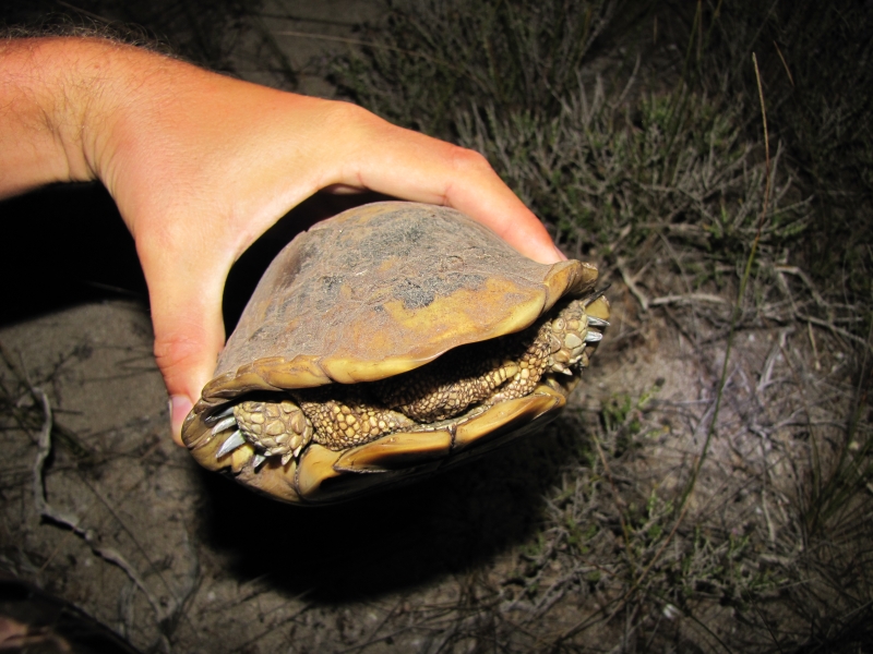 Testudo hermanni