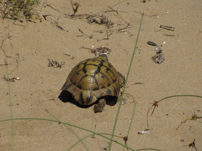 Testudo hermanni