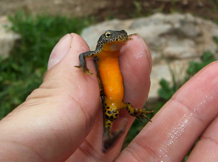 Mesotriton alpestris