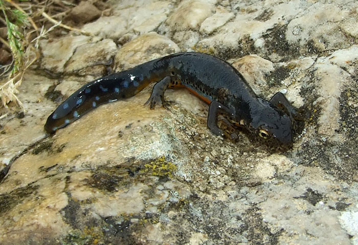 Mesotriton alpestris