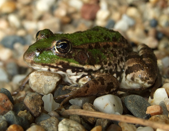 Pelophylax kurtmuelleri