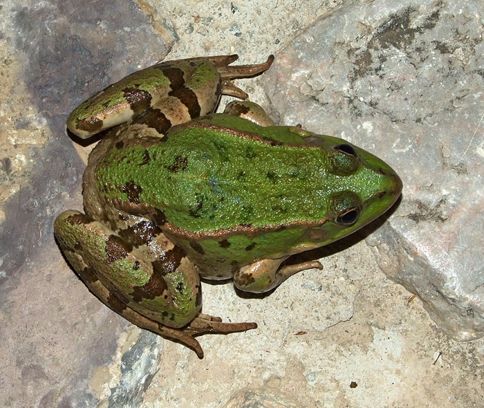 Pelophylax kurtmuelleri