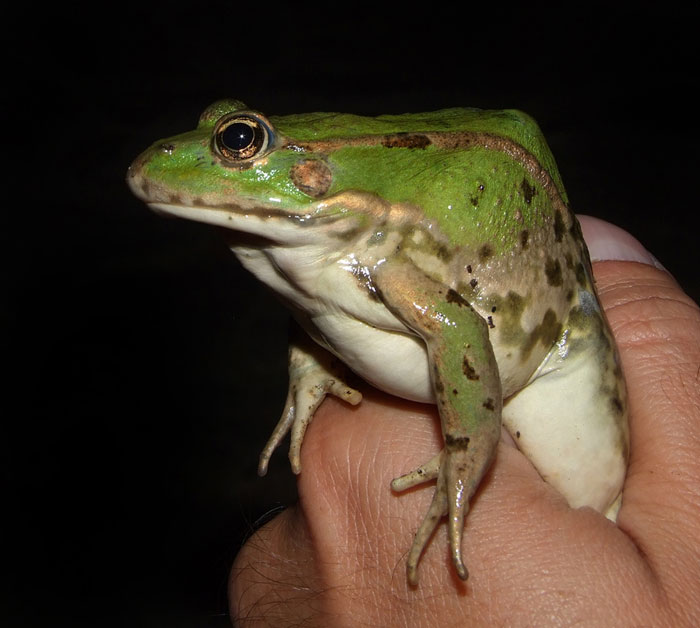 Pelophylax kurtmuelleri