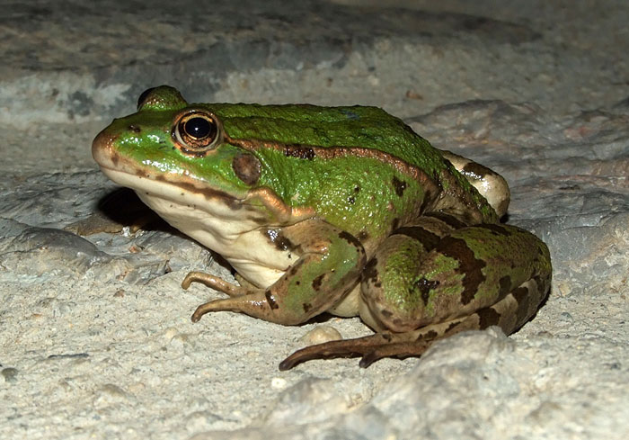 Pelophylax kurtmuelleri