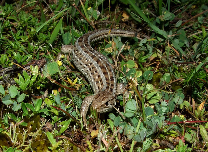 Lacerta agilis