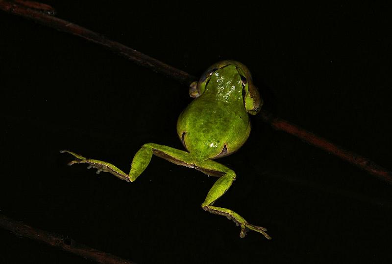 Hyla arborea