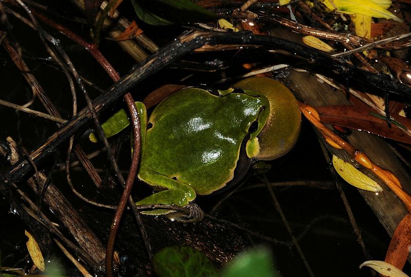 Hyla arborea