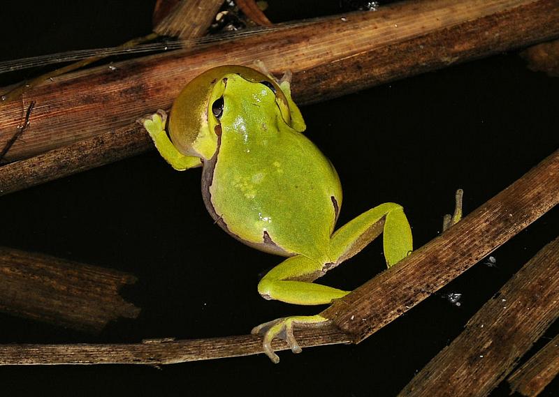 Hyla arborea