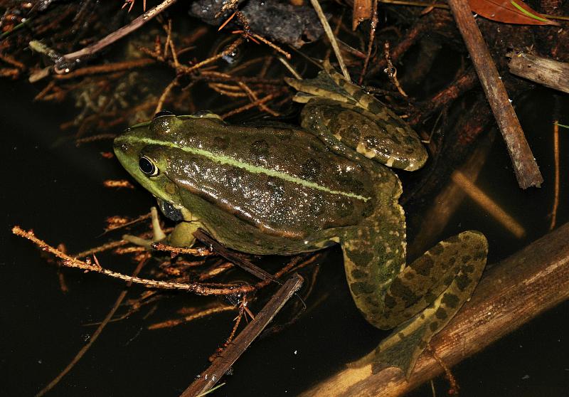 Pelophylax ridibundus