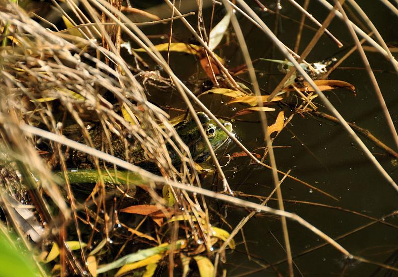 Pelophylax ridibundus