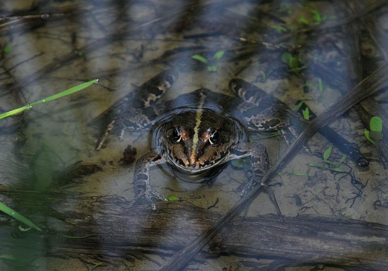 Pelophylax ridibundus