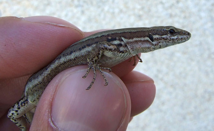 Podarcis muralis