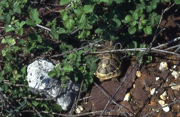 Testudo hermanni