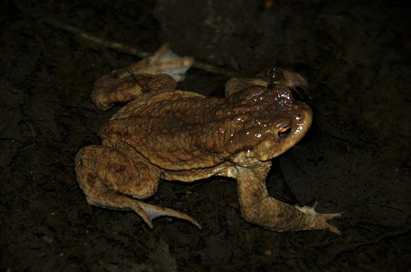 Bufo bufo