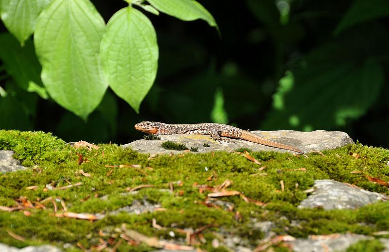 Podarcis muralis