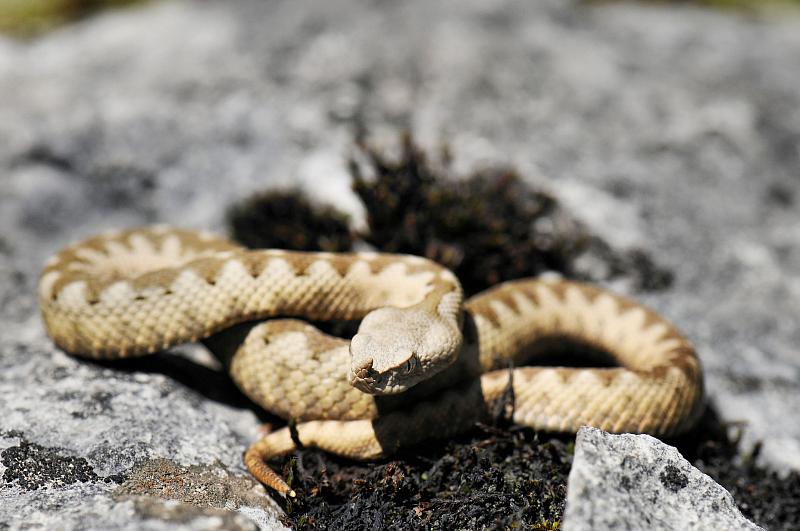 Vipera ammodytes