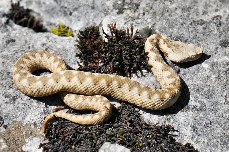 Vipera ammodytes