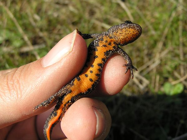 Triturus karelinii