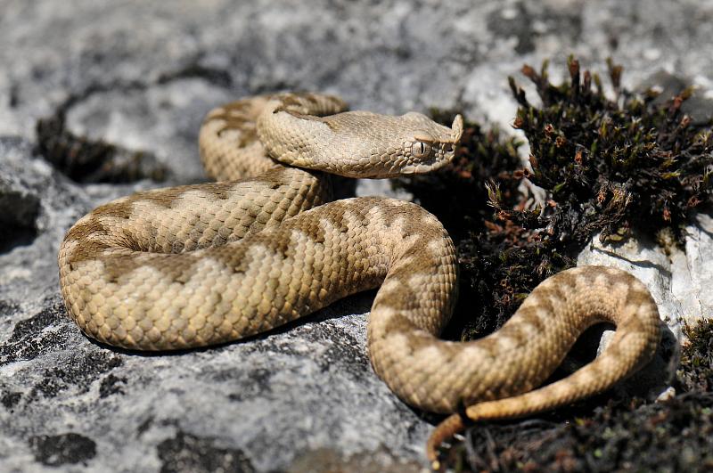 Vipera ammodytes