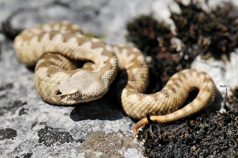 Vipera ammodytes