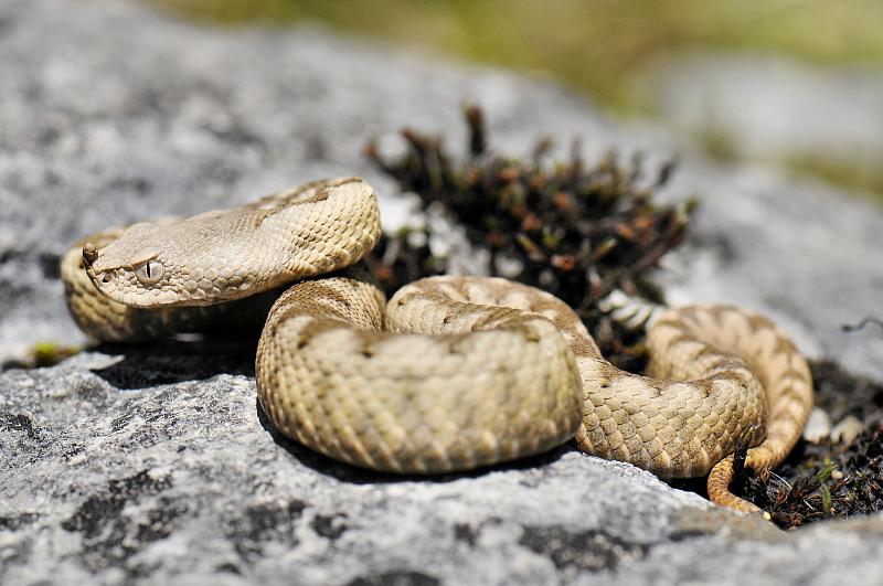 Vipera ammodytes